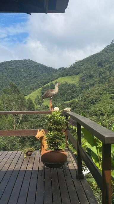 Sitio Com Piscina Natural E Cascata, Com Linda Vista Em Lumiar. Zewnętrze zdjęcie